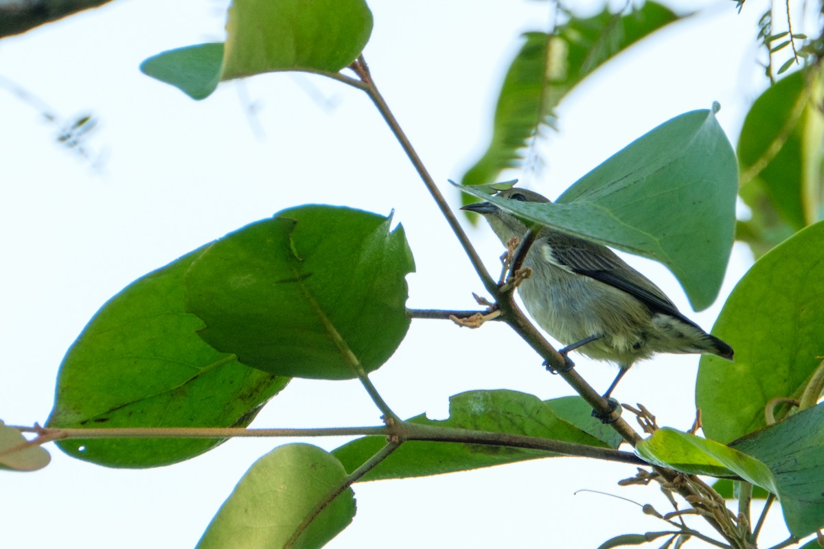 Plain Flowerpecker - ML122989221