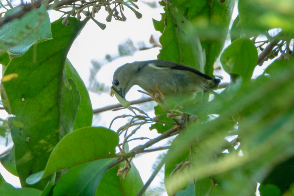 Plain Flowerpecker - ML122989391