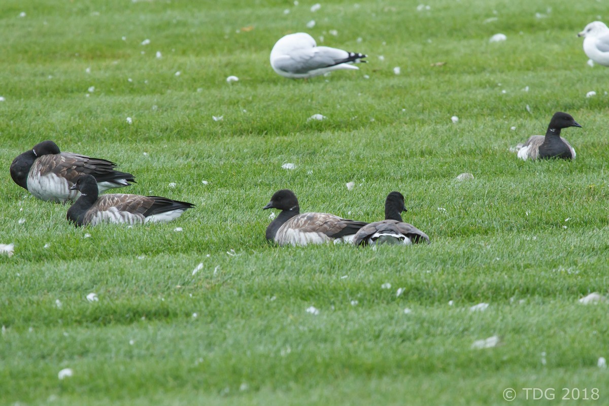 Brant - ML122989571