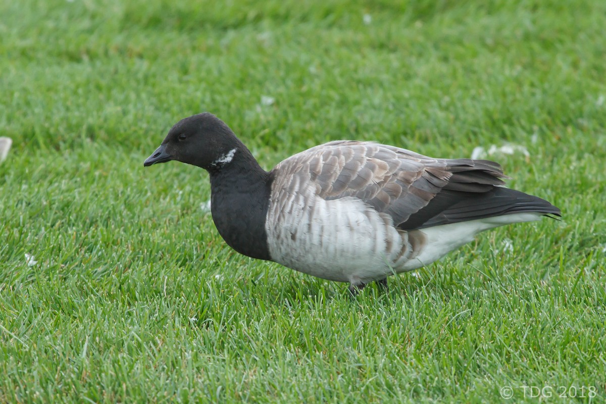 Brant - ML122989601