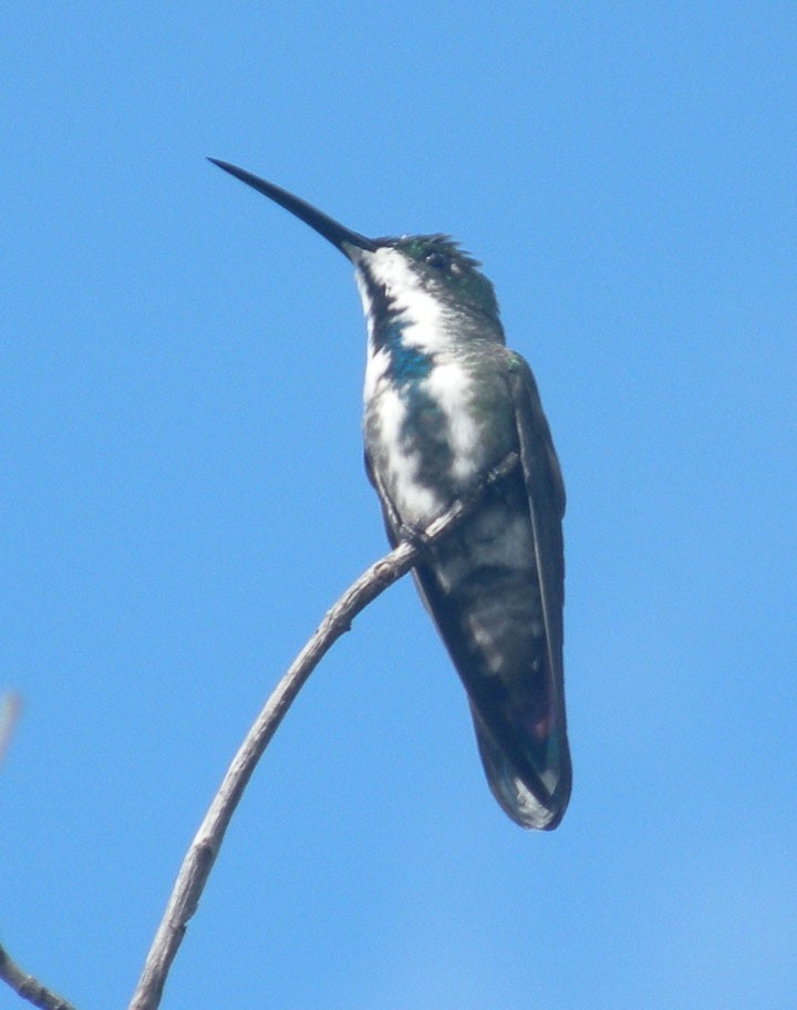 kolibřík lesklý - ML122992161