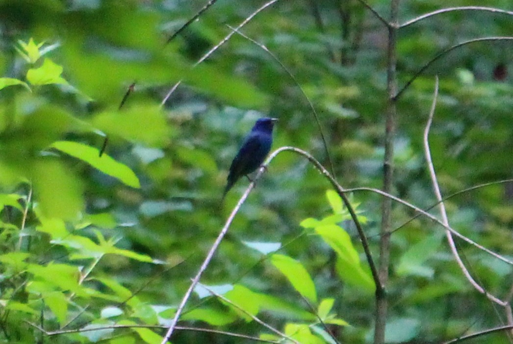 Passerin indigo - ML122993041