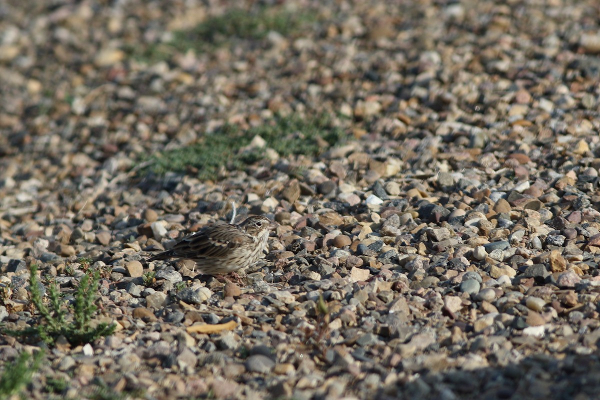 Vesper Sparrow - ML122995021