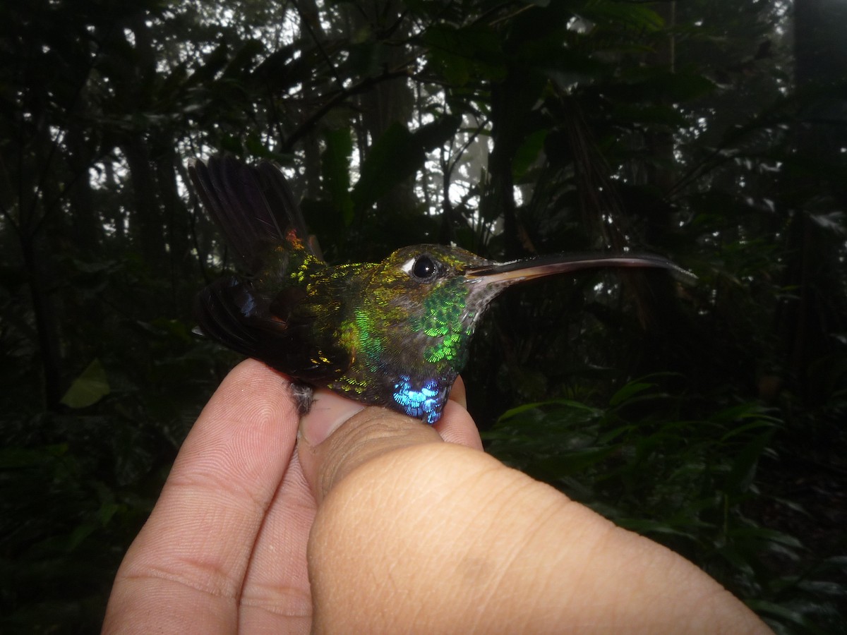 Violet-chested Hummingbird - ML122995751