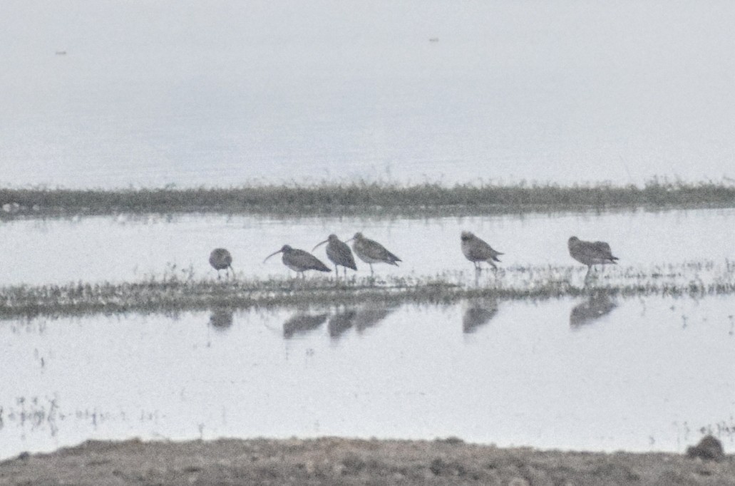 Eurasian Curlew - ML122998491