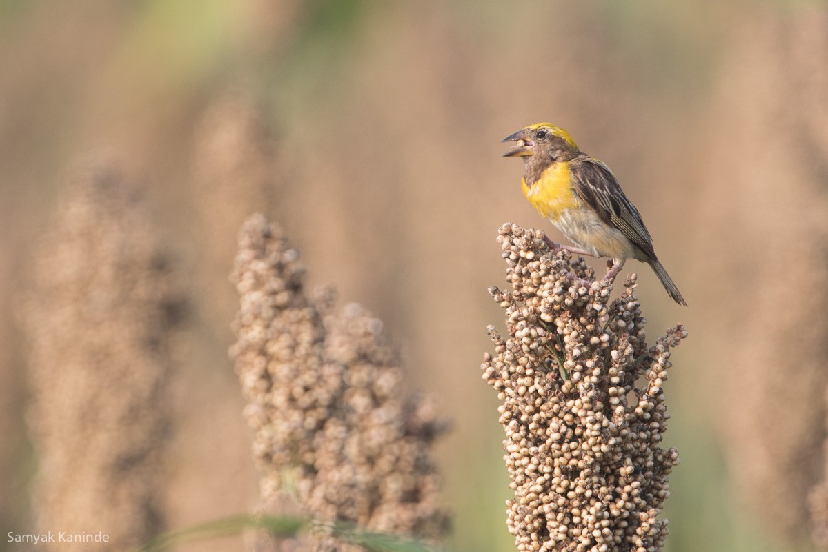 Baya Weaver - ML122999161