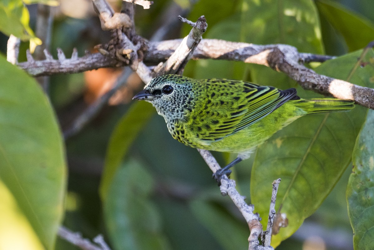 Spotted Tanager - ML122999341