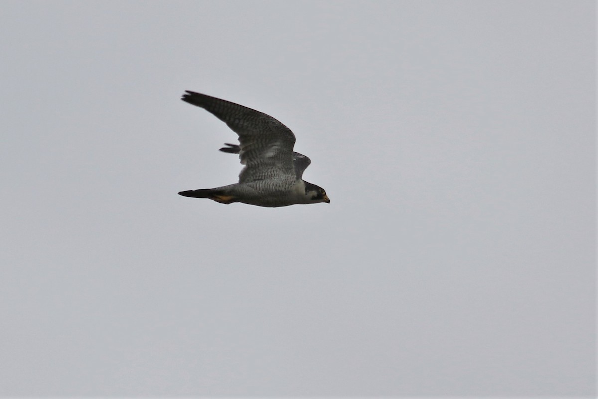 Peregrine Falcon - Fadzrun A.