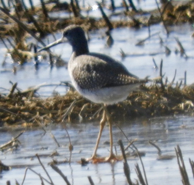 Greater Yellowlegs - Lois Rockhill