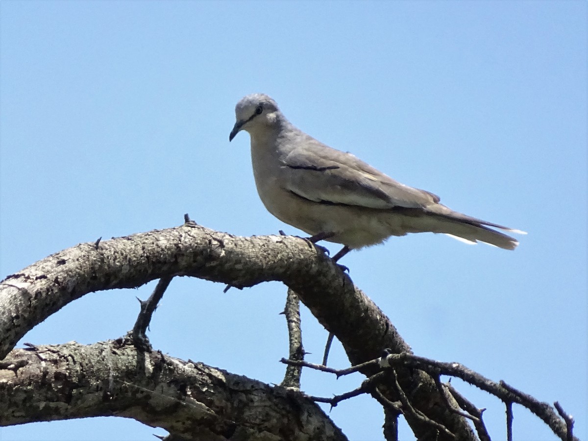 Picui Ground Dove - ADRIAN GRILLI