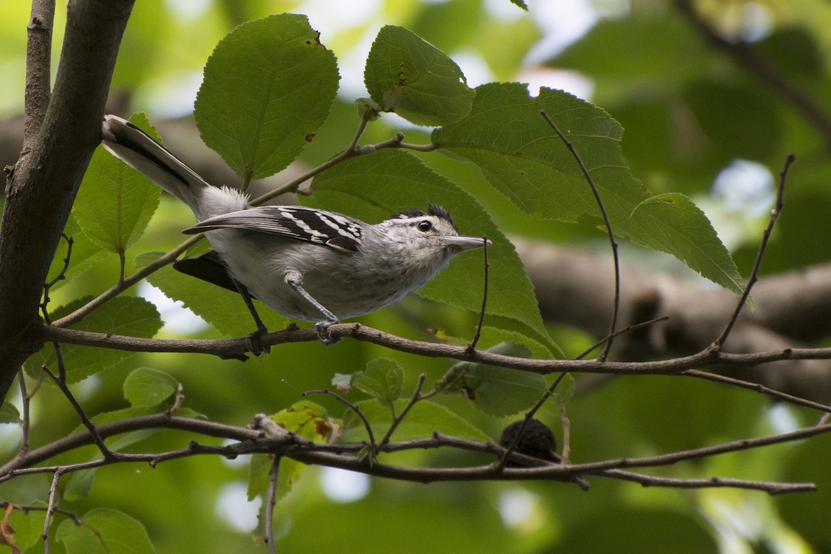 Large-billed Antwren - ML123002491