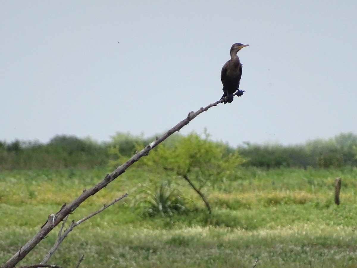 Neotropic Cormorant - ML123002711