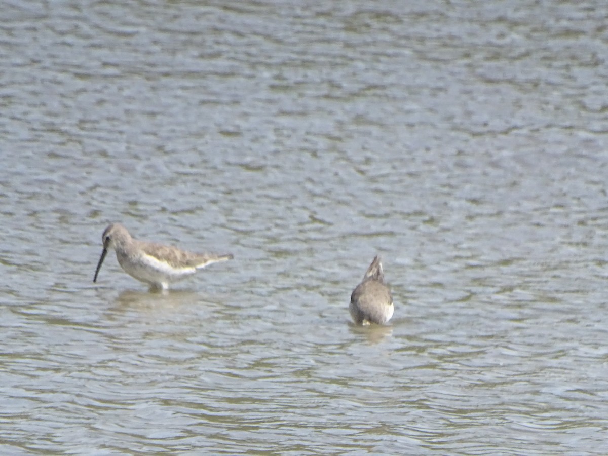 Stilt Sandpiper - ML123003871