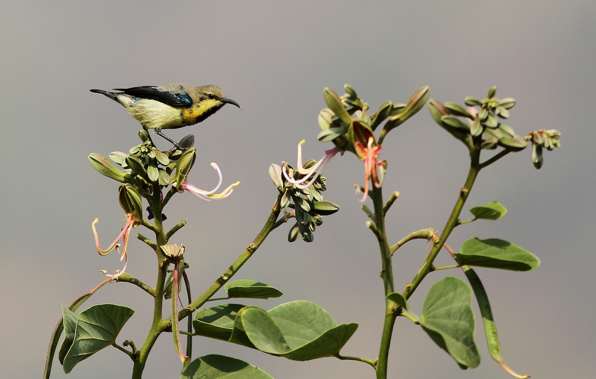 Purple Sunbird - PANKAJ GUPTA