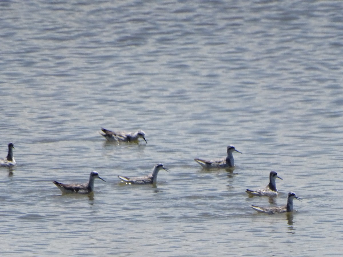 Wilson's Phalarope - ML123005071