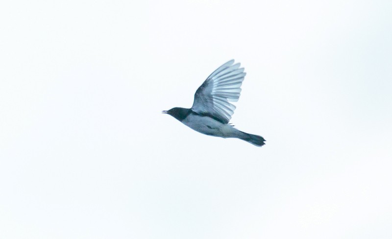 Black-throated Blue Warbler - Rolando Chávez