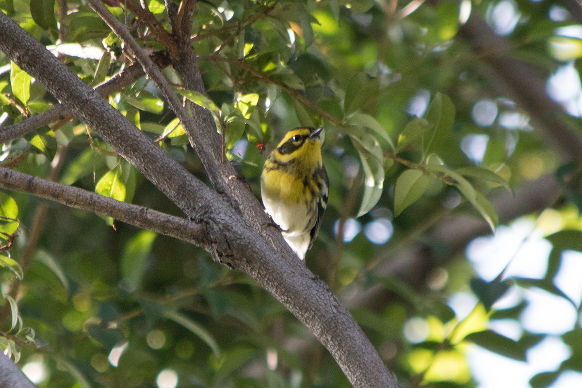 Townsend's Warbler - Rebecca Marschall