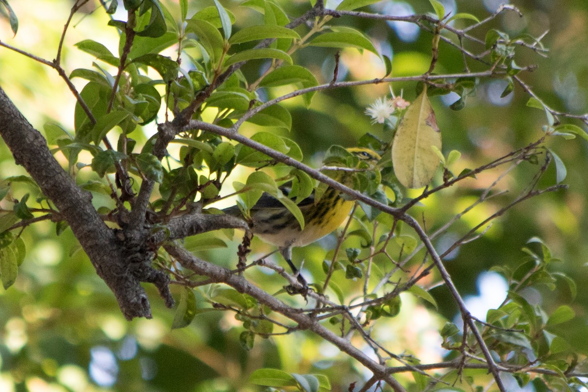 Townsend's Warbler - ML123005421