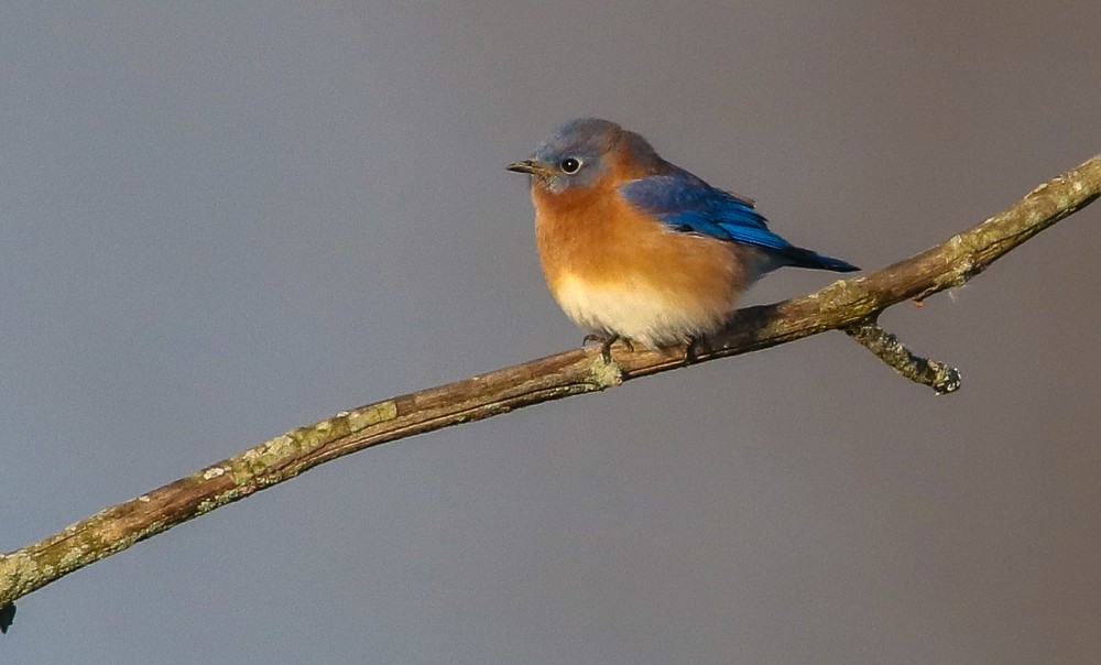 Eastern Bluebird - Debbie Parker