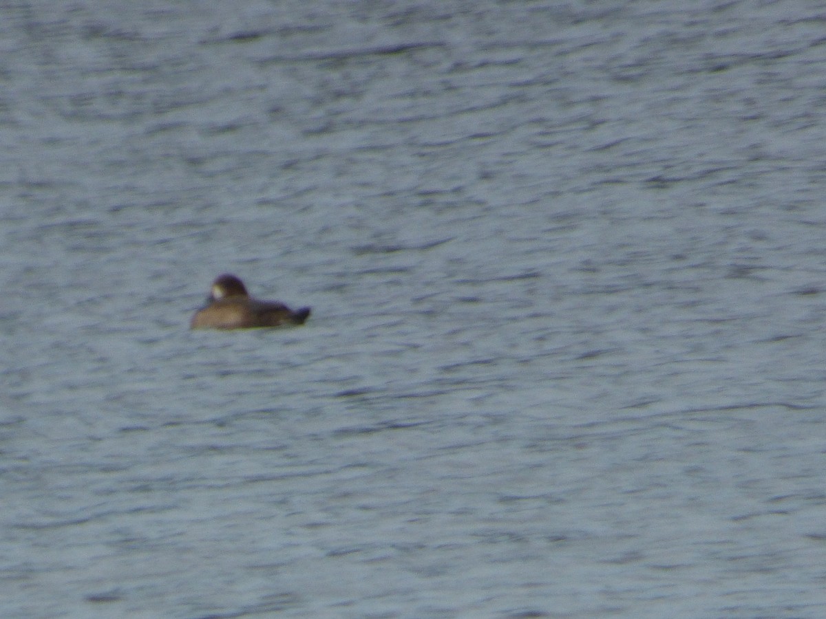 Greater Scaup - ML123006571