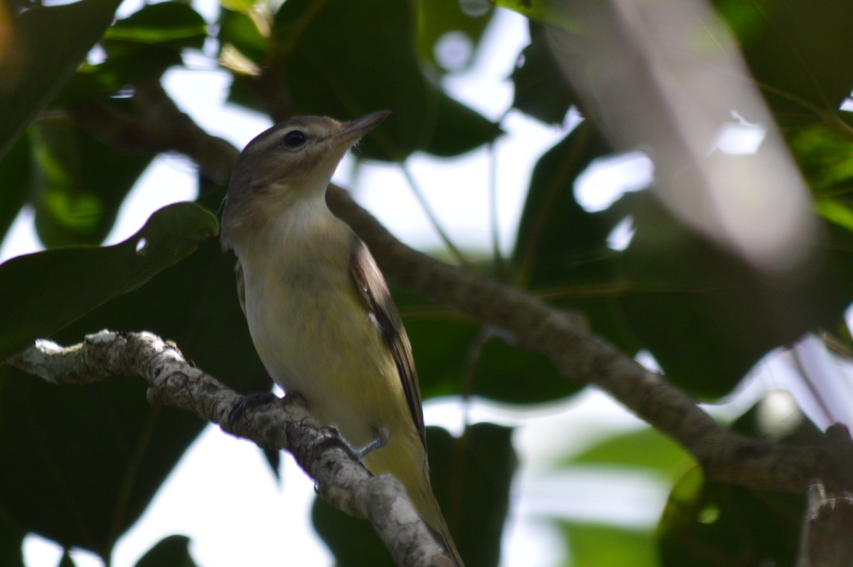 Warbling Vireo - ML123008911