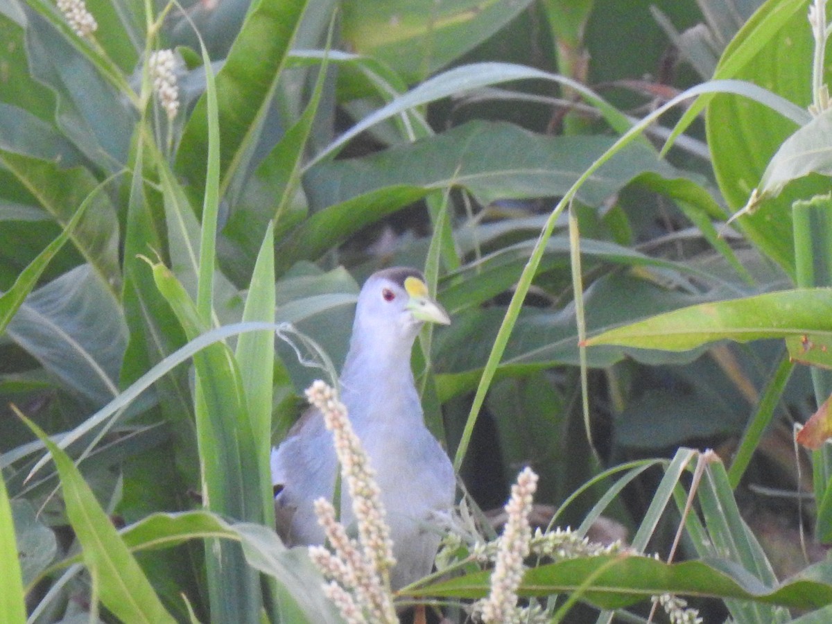 Azure Gallinule - Fabricio Candia