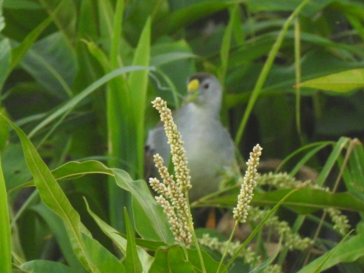 Azure Gallinule - ML123009281