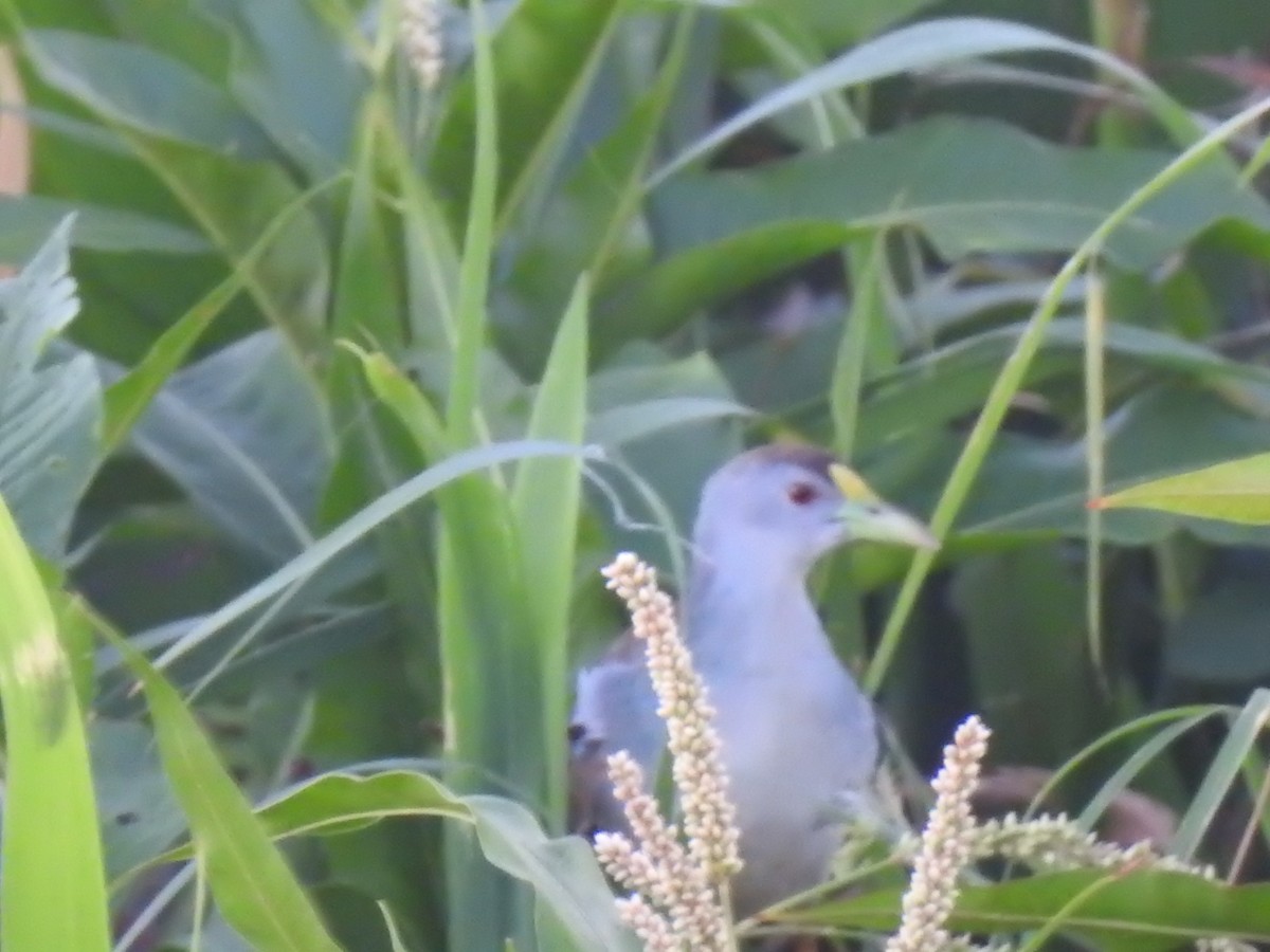 Azure Gallinule - Fabricio Candia