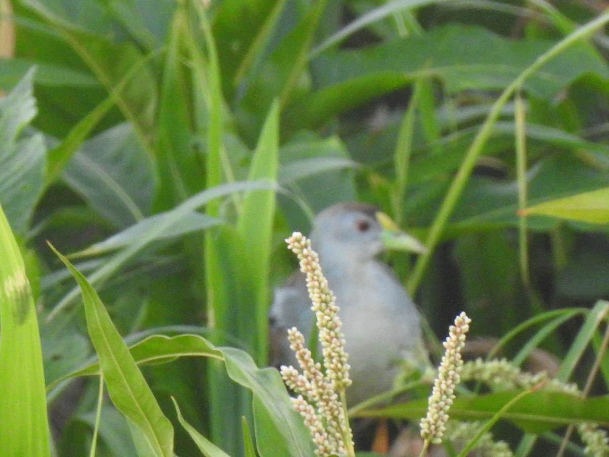 Azure Gallinule - Fabricio Candia