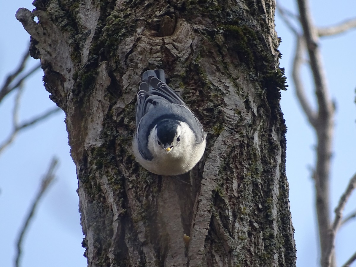 White-breasted Nuthatch - ML123011411