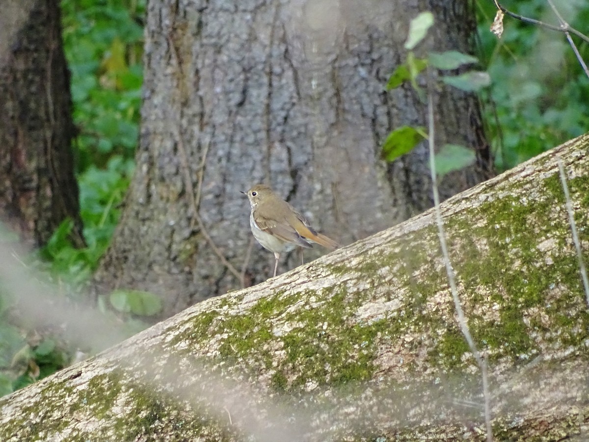 Hermit Thrush - ML123011491