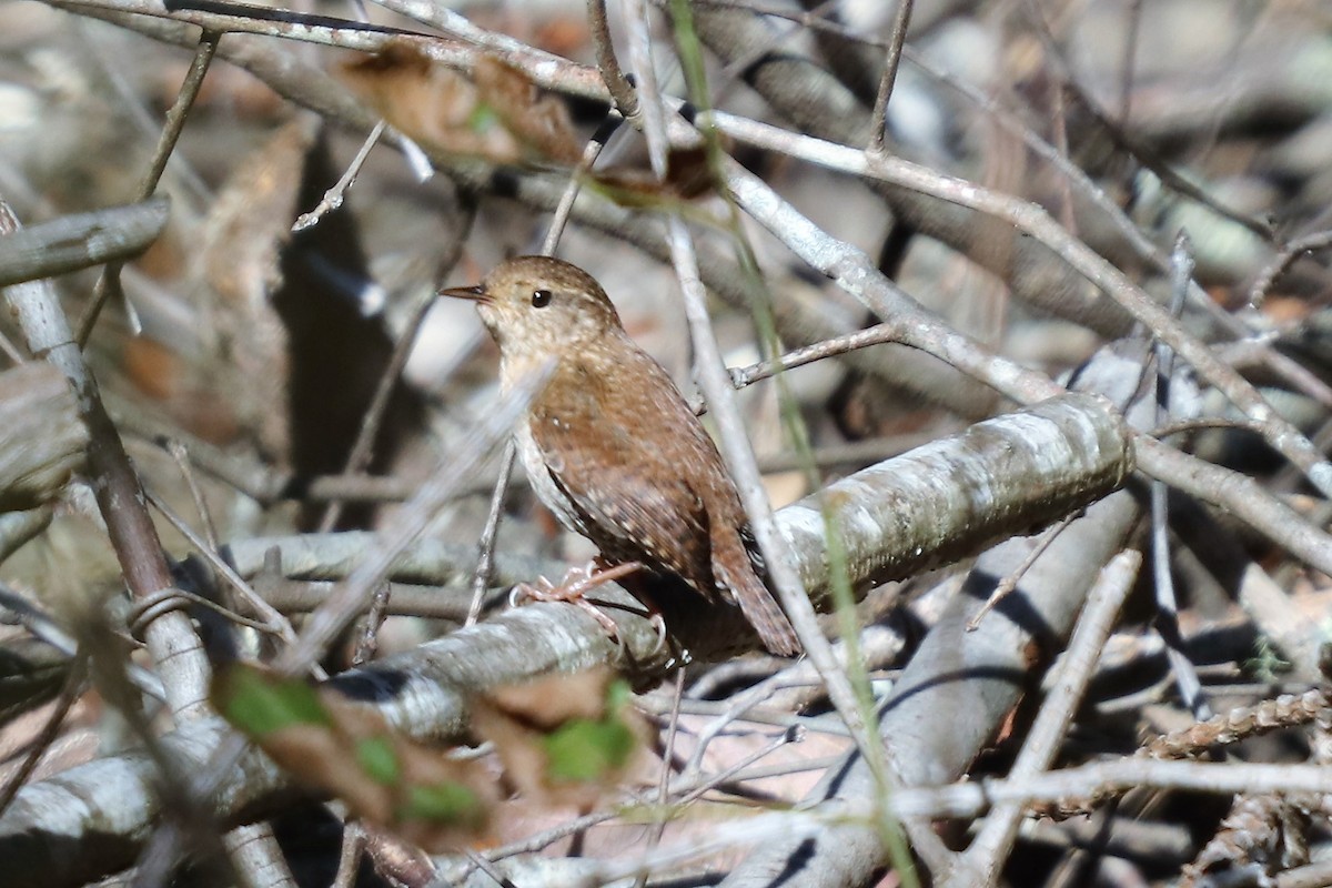 Winter Wren - Daniel Kaplan