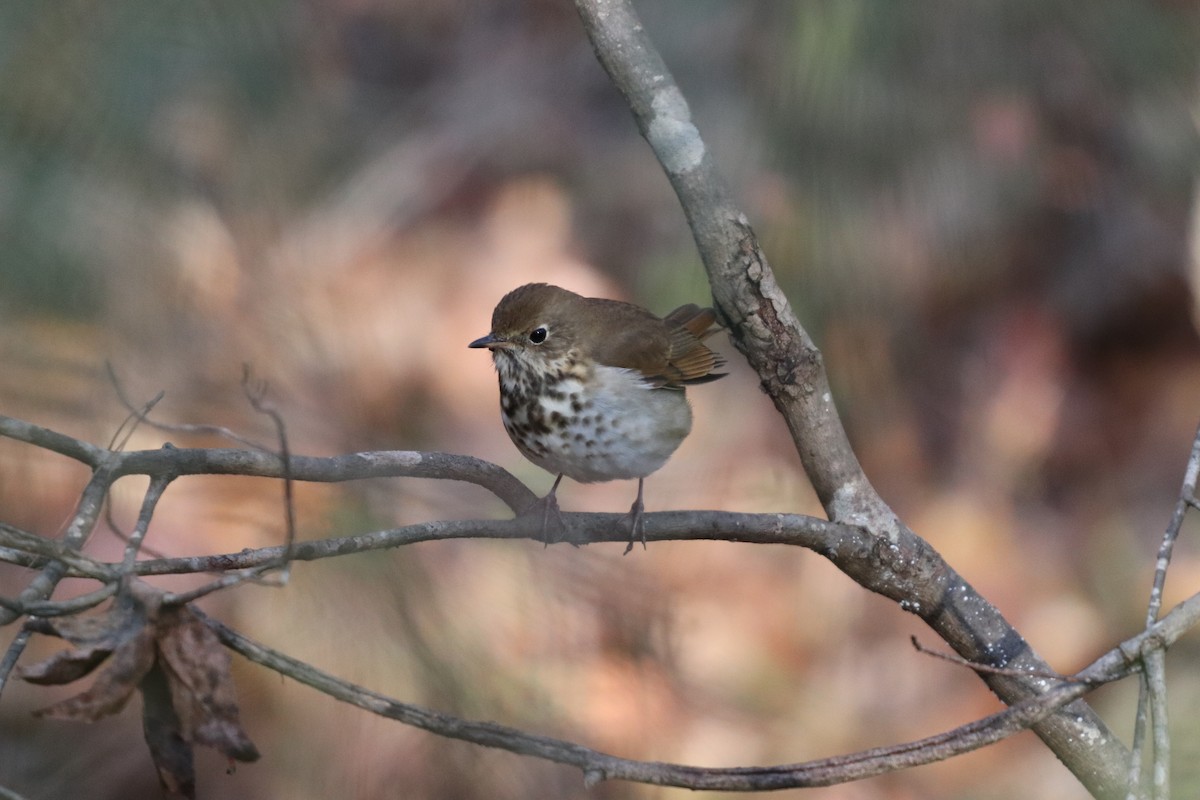 Hermit Thrush - ML123014681