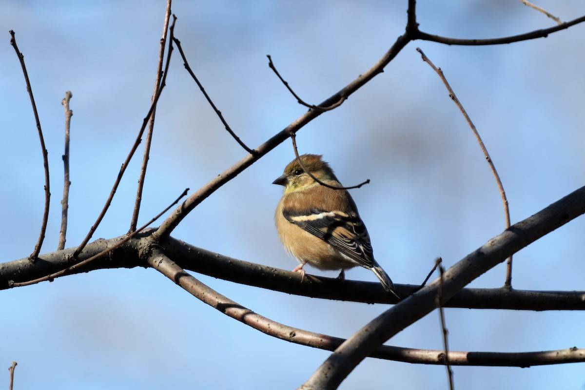 American Goldfinch - ML123015831