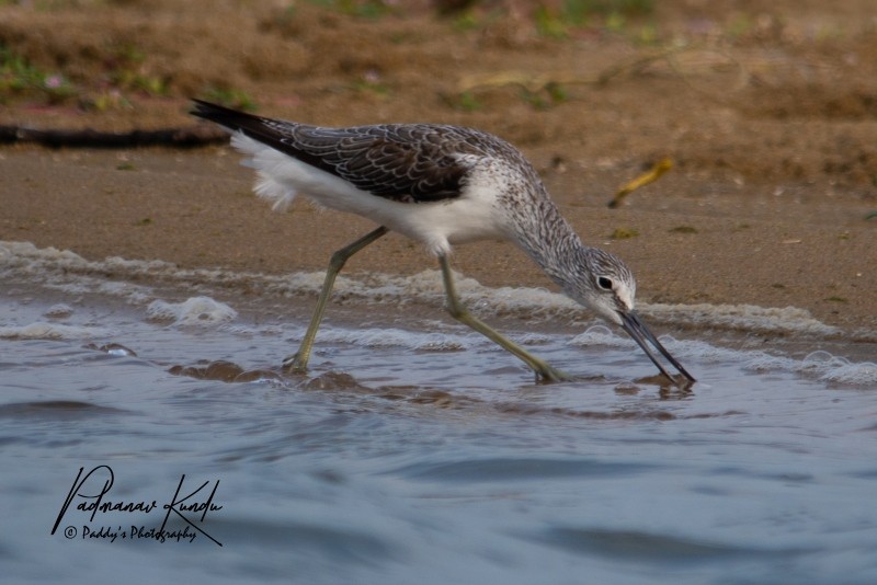 Common Greenshank - ML123017271