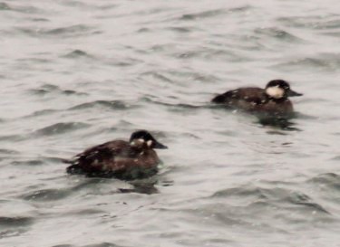 Surf Scoter - Renee Casias