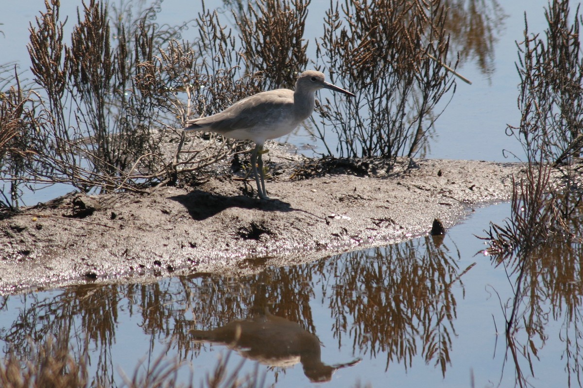 Willet - ML123020461