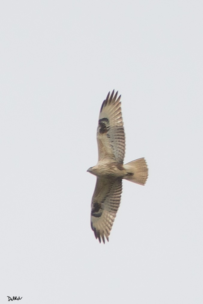 Long-legged Buzzard - Dobrin Botev