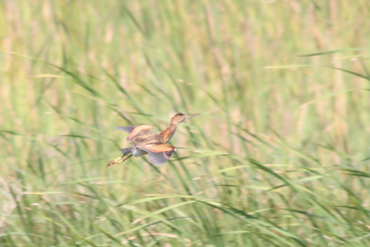 Least Bittern - ML123020581