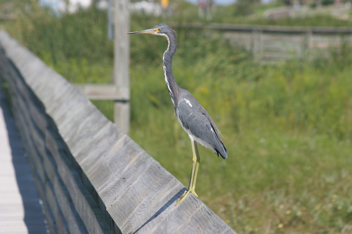 Tricolored Heron - Robert Gowan