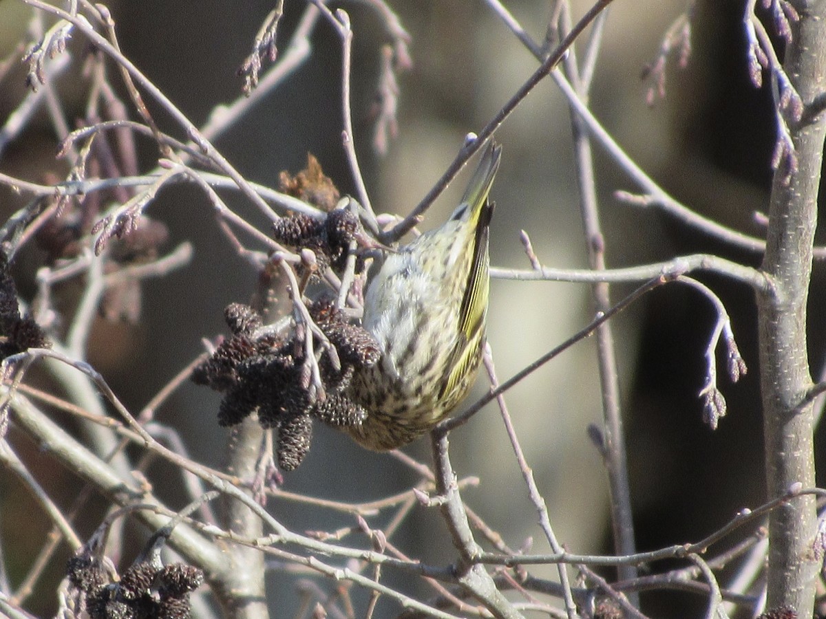 Pine Siskin - ML123020871