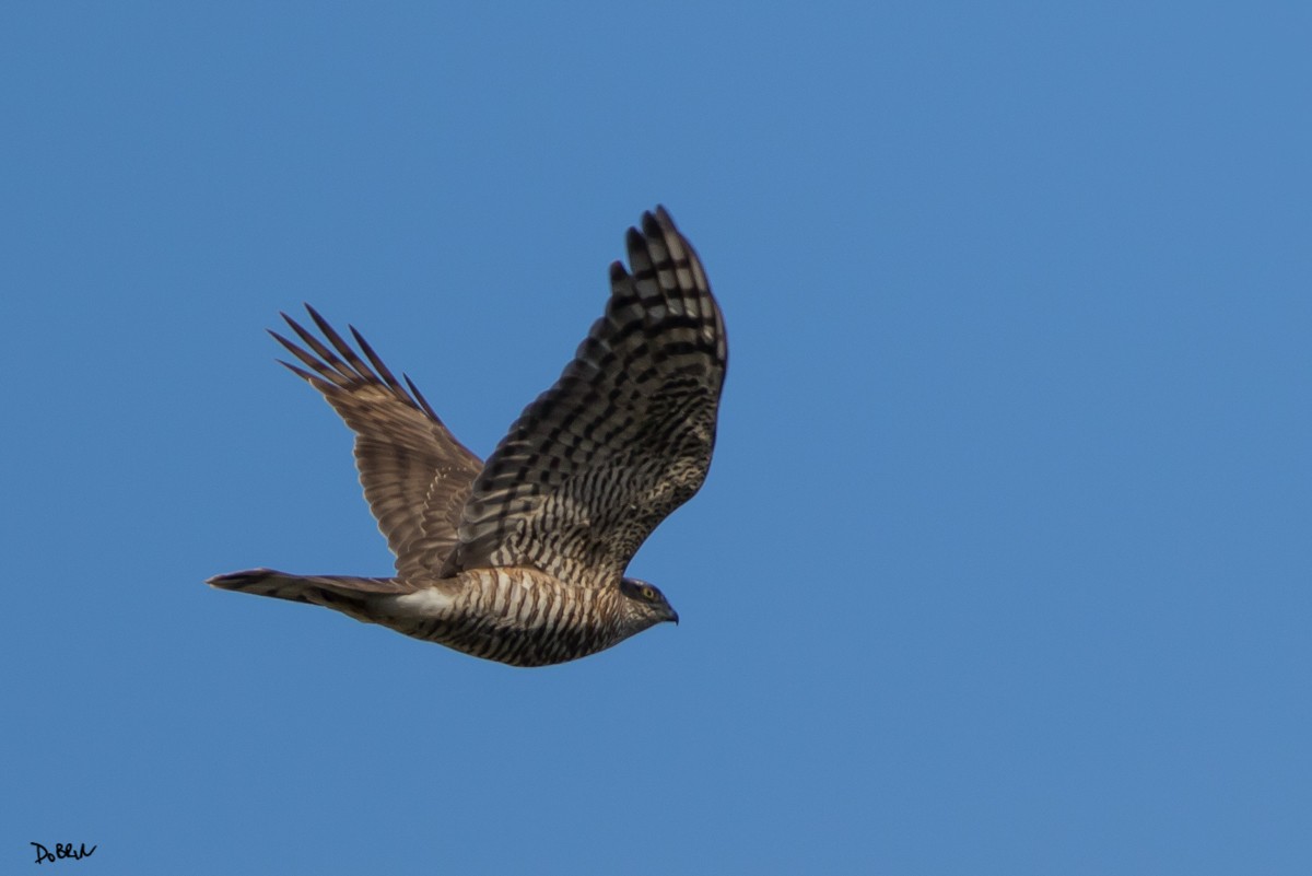 Eurasian Sparrowhawk - ML123021551