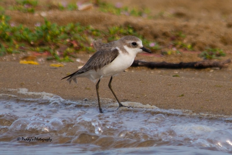 Greater Sand-Plover - Padmanav Kundu