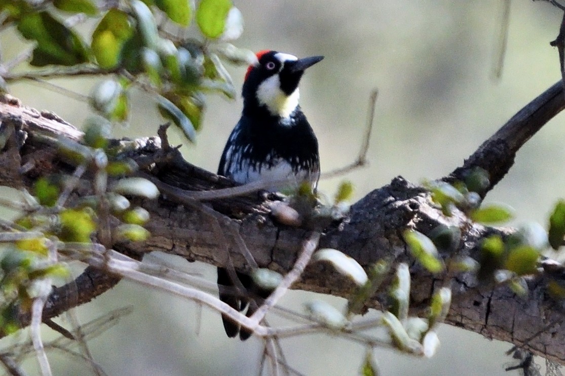 Acorn Woodpecker - ML123025311