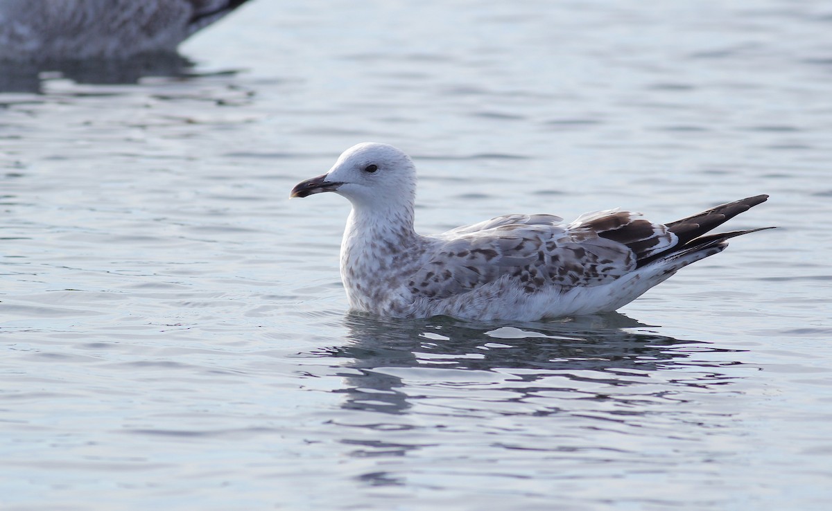 Caspian Gull - Adrien Mauss