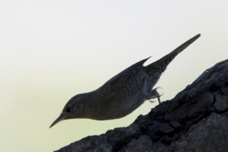 House Wren - ML123025711