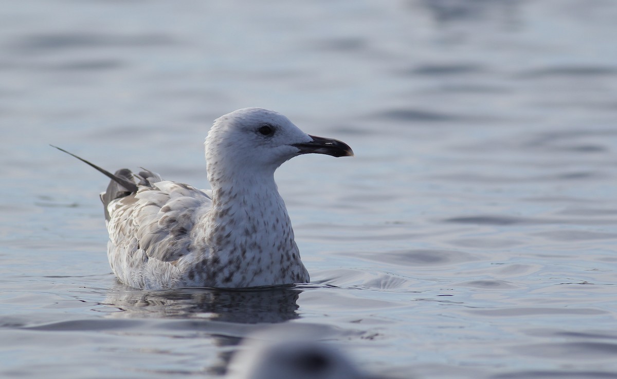 Caspian Gull - ML123025721