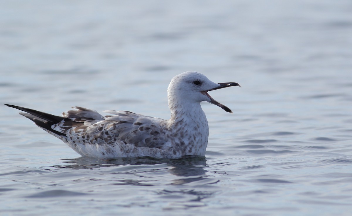 Caspian Gull - ML123025741