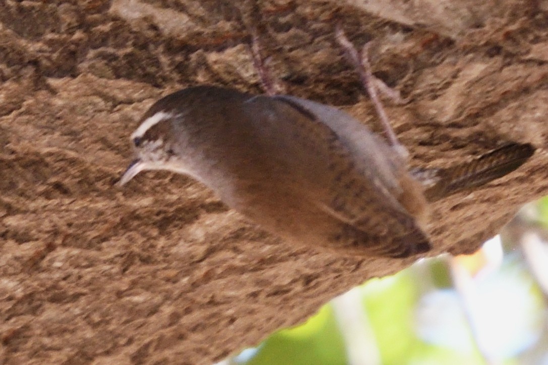 Bewick's Wren - ML123025781