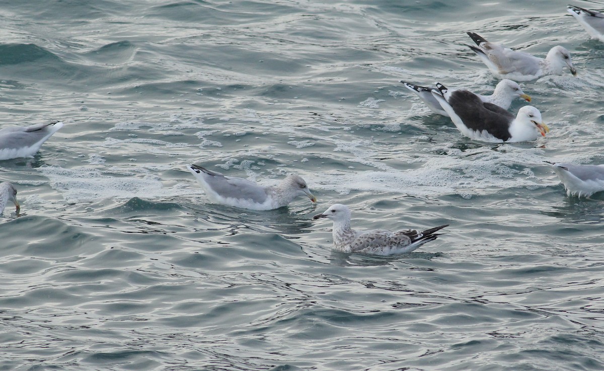 Caspian Gull - ML123025811